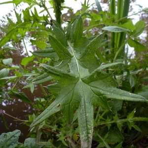 Photographie n°78549 du taxon Cirsium palustre (L.) Scop. [1772]