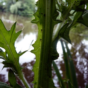 Photographie n°78550 du taxon Cirsium palustre (L.) Scop. [1772]