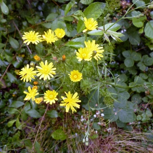 Photographie n°78559 du taxon Crepis biennis L. [1753]