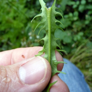 Photographie n°78566 du taxon Crepis biennis L. [1753]