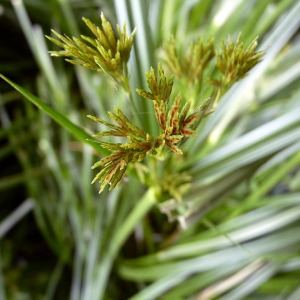 Photographie n°78567 du taxon Cyperus longus L. [1753]