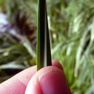 Photographie n°78572 du taxon Cyperus longus L. [1753]