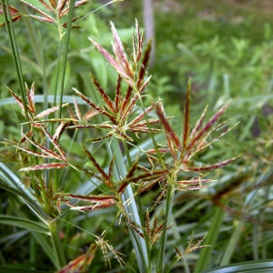 Photographie n°78574 du taxon Cyperus longus L. [1753]