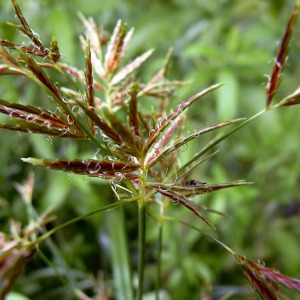 Photographie n°78575 du taxon Cyperus longus L. [1753]