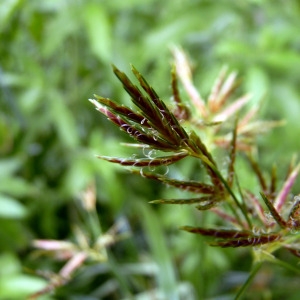 Photographie n°78576 du taxon Cyperus longus L. [1753]