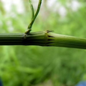 Photographie n°78579 du taxon Equisetum arvense L. [1753]