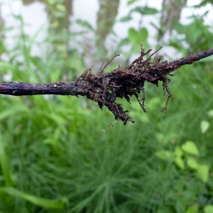 Photographie n°78580 du taxon Equisetum arvense L. [1753]