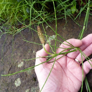 Photographie n°78587 du taxon Equisetum palustre L. [1753]