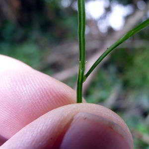 Photographie n°78592 du taxon Equisetum sylvaticum L. [1753]