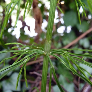 Photographie n°78593 du taxon Equisetum sylvaticum L. [1753]