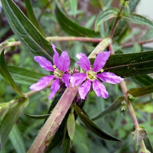 Photographie n°78605 du taxon Lythrum salicaria L.