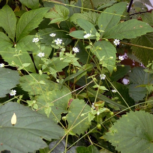 Photographie n°78612 du taxon Myosoton aquaticum (L.) Moench [1794]