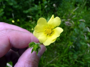Emmanuel Stratmains, le 26 juin 2012 (Le Mans (fifine))