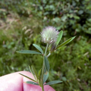 Photographie n°78656 du taxon Trifolium arvense L. [1753]