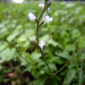 Photographie n°78662 du taxon Verbena officinalis L. [1753]