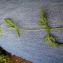  Emmanuel Stratmains - Verbena officinalis L. [1753]