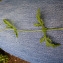  Emmanuel Stratmains - Verbena officinalis L. [1753]