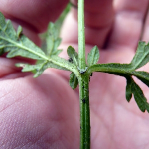 Photographie n°78666 du taxon Verbena officinalis L. [1753]