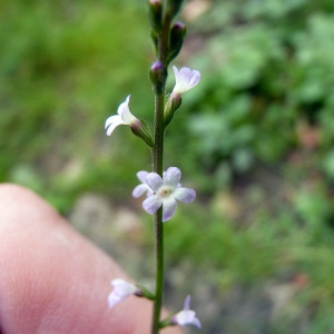 Photographie n°78668 du taxon Verbena officinalis L. [1753]