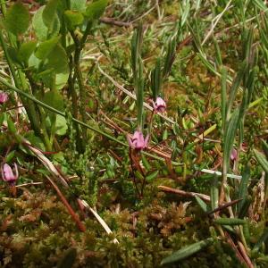  - Vaccinium oxycoccos subsp. microcarpum (Turcz. ex Rupr.) A.Blytt [1905]