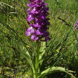 Orchis traunsteineri var. serotina Hausskn. (Dactylorhize gracieux)