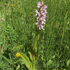 Photographie n°78679 du taxon Dactylorhiza incarnata subsp. incarnata