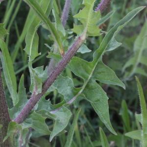 Photographie n°78687 du taxon Cichorium intybus L.