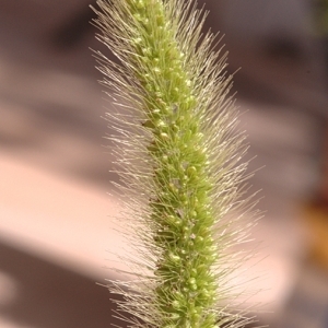 Photographie n°78688 du taxon Setaria viridis (L.) P.Beauv. [1812]