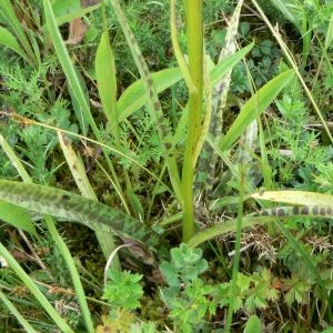  - Dactylorhiza maculata (L.) Soó [1962]