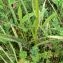  Robin GUIDEZ - Dactylorhiza maculata (L.) Soó [1962]