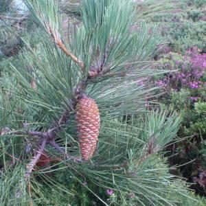 Photographie n°78699 du taxon Pinus maritima Lam. [1779]