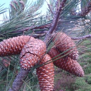 Pinus pinaster subsp. hamiltonii (Ten.) Villar (Pin des Landes)