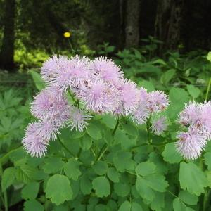 Photographie n°78740 du taxon Thalictrum aquilegiifolium L. [1753]