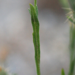 Photographie n°78747 du taxon Centaurea melitensis L. [1753]