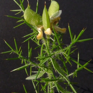 Photographie n°78756 du taxon Genista hispanica L. [1753]