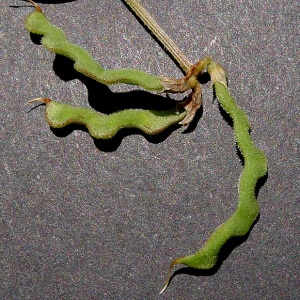 Photographie n°78758 du taxon Hippocrepis scorpioides Benth. [1826]