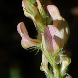 Onobrychis supina (Chaix ex Vill.) DC. (Esparcette couchée)