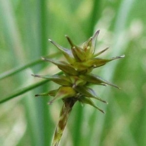 Photographie n°78771 du taxon Carex echinata Murray [1770]