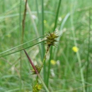 Photographie n°78772 du taxon Carex echinata Murray [1770]