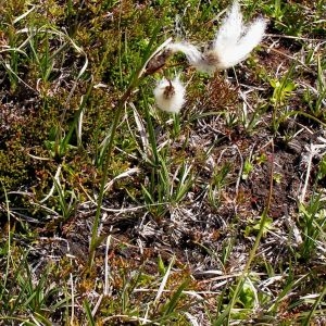 Photographie n°78773 du taxon Eriophorum angustifolium Honck. [1782]