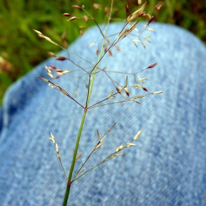 Photographie n°78778 du taxon Agrostis capillaris L. [1753]