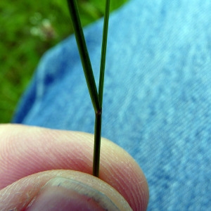 Photographie n°78779 du taxon Agrostis capillaris L. [1753]