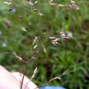 Photographie n°78784 du taxon Agrostis capillaris L. [1753]