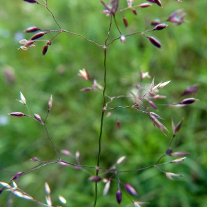 Photographie n°78785 du taxon Agrostis capillaris L. [1753]