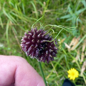 Allium sp.