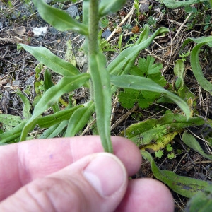 Photographie n°78796 du taxon Echium vulgare L. [1753]