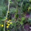  Emmanuel Stratmains - Geranium pyrenaicum Burm.f. [1759]