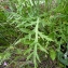  Emmanuel Stratmains - Papaver dubium L. [1753]