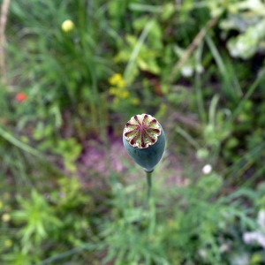 Photographie n°78819 du taxon Papaver rhoeas L. [1753]