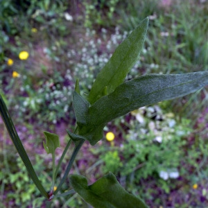 Photographie n°78830 du taxon Rumex acetosella L. [1753]
